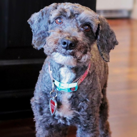 Meet your Posher, Rebecca - Picture 1 of 2